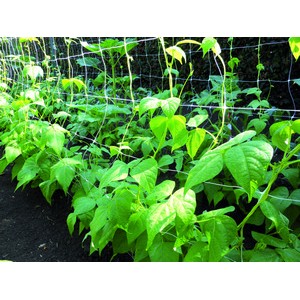 Confine RETE PER ORTAGGI BIANCA  mt. 2x  30