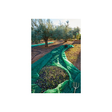 6 PZ. TELO RETE RACCOLTA OLIVE MT.6x8 ANTISPINA CON OCCHIELLI
