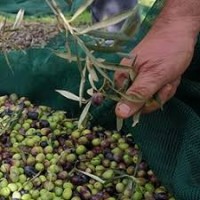 Raccolta Olive
