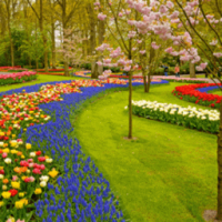 Giardino